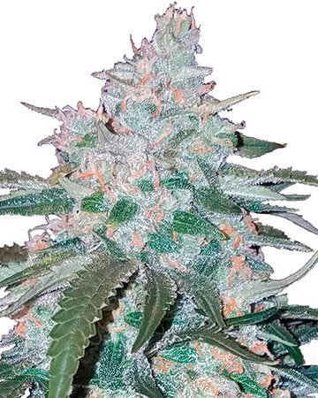 Buy Pineapple Express Feminized Cannabis Seeds Online